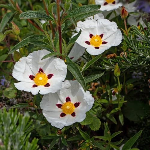 Mauve en Arbre - Hibiscus Syriacus Red Heart 40/60 cm Pot 3l - Plante - Hauteur 40/60 cm