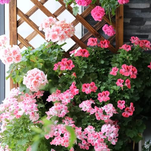 semi di geranio, giardino roccioso balcone con interna 120pcs