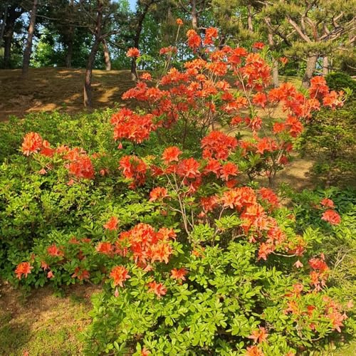semillas de rododendro, azalea, de cobertura del suelo resistentes trepadoras jardín interior en la decoración la 15pcs