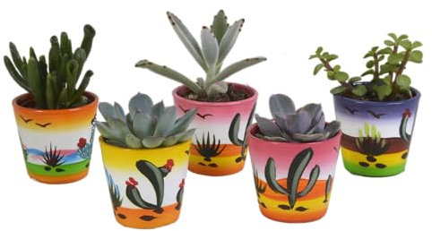 La Green Touch Mix de 5 suculentas y sus ocultas-macetas de colores h13cm