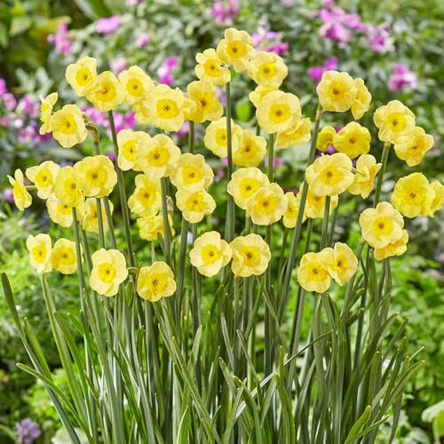 7 Dwarf Daffodil Sun Disc Bulbs - RHS Award Winner - Fragrant Perennial, Miniature Buttercup Yellow Flowers – Cultivated for UK Climate Conditions
