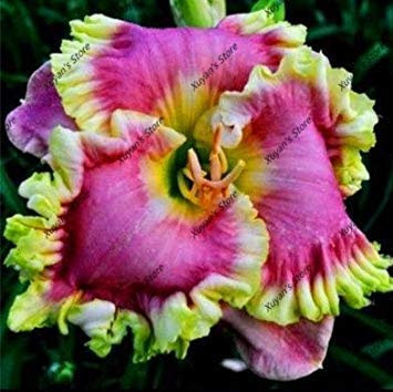 100 pz Semillas híbridas Daylily Hemerocallis Giglio interior bonsai dei semi semi di fiore perenni per la casa Materiali da giardino 1