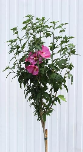 Garteneibisch Hibiscus Woodbridge rot/rosa Hibiskus Hochstamm 80-100 cm