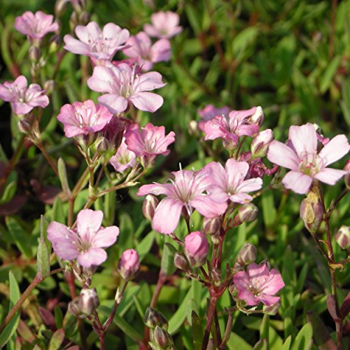 Blumixx Stauden Gypsophila repens 'Rosea' – Polster-Schleierkraut, rosa blühend, winterharte Staude, pflegeleicht, für Steingarten