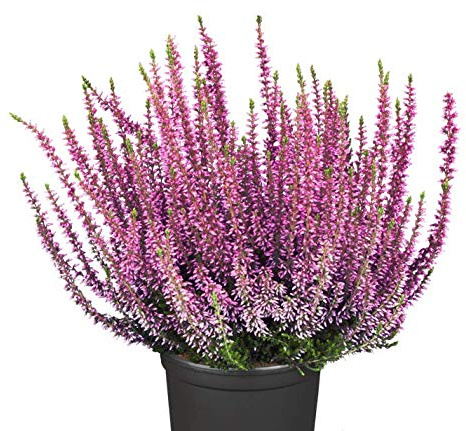 Calluna vulgaris 'Rosita' 11 cm Topf – Winterhart, Immergrün, Pflegeleicht – Besenheide – Beetpflanze für Garten & Kübel