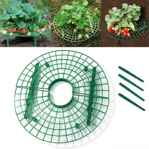 URPIZY Confezione da 10 supporti per piante di fragole, supporto per piantare fragole, mantenere pulite le piante di fragole, rack per la coltivazione di fragole