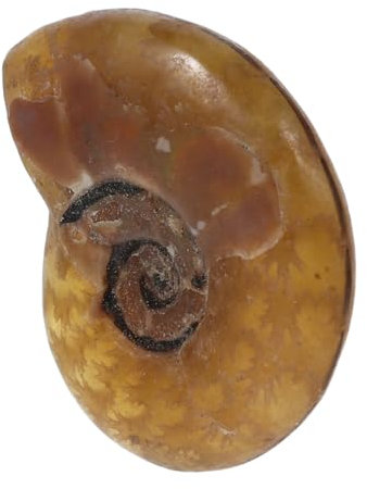 KAILIKETIY Natürlicher Stein Anhänger Spiral Schmuck für Diy Schlüsselanhänger und Schmuckherstellung Zubehör Glücksamulet und Ozeanisches Design