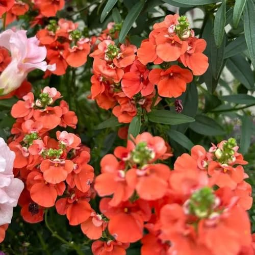 semi di Delphinium semi di decorazioni giardino per esterni organico raro resistenti per giardinieri vecchie varietà come bomboniera 300pcs