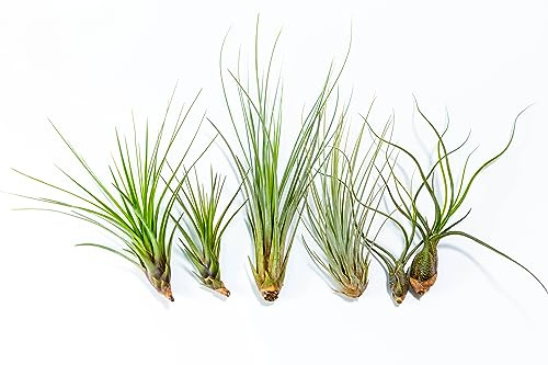 PLANDAIRE - PACK Plantas de Aire - Tillandsia Tricolor, T. Butzii, T. Juncea - Plantas con flor naturales - Exterior e Interior (6)