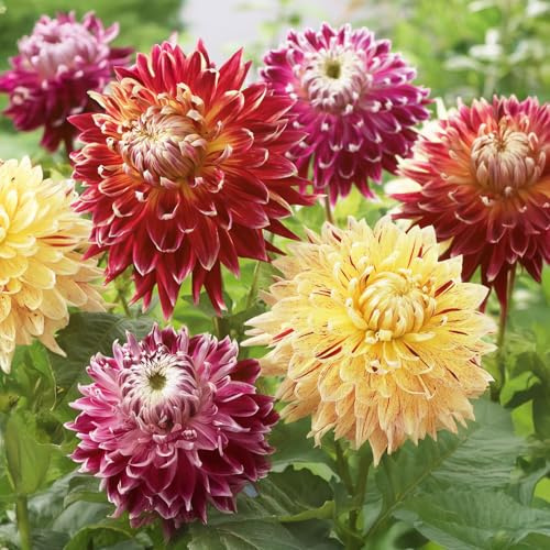 Bulbes (racines tubéreuses) de DAHLIA | Bulbes provenant des meilleurs producteurs néerlandais | Sélection et contrôle | Floraison garantie. (3 Dahlia Bicolore Rouge & Jaune)