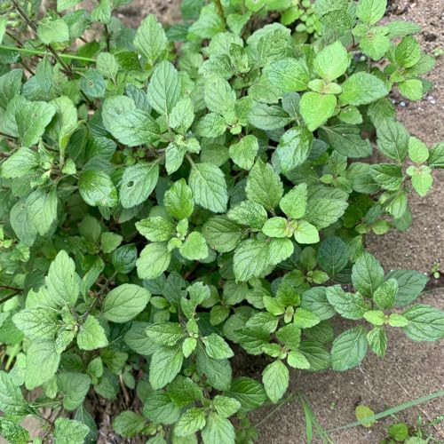 Semi di menta piperita - selvatiche semi di resistenti per giardini rocciosi per i luoghi soleggiati raro menta verdi 100pcs