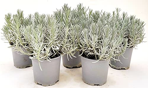 POWERS TO FLOWERS - LAVANDA ANGUSTIFOLIA 5 PIANTE, vaso 14cm, piante vere