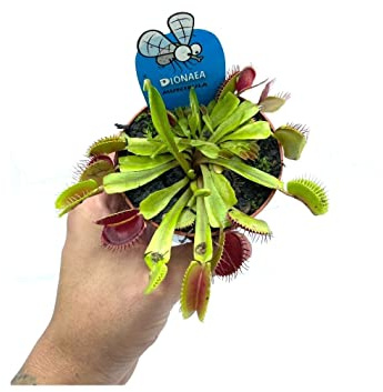 Planta Venus Atrapamoscas DECOALIVE Planta Que Come Insectos Dionaea Muscipula