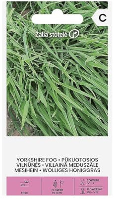 Zalia Stotele | Hierba mielosa lanosa semillas | Semillas de flores | Semillas de plantas | Semillas de jardín | Planta perenne herbácea y ornamental, alcanza 60 cm de altura | 1 paquete