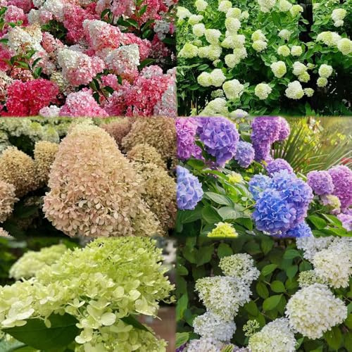 Semillas resistentes de hortensia panícula - serie de raras - del jardin balcon resistentes para jardín, interior 10pcs