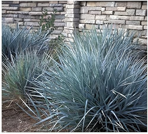 Stauden Gänge 1 x Leymus arenarius 'Blue Dune' Blau Strandroggen winterhart | Blaues Ziergras für Sonne, Blüte Juli bis August, mehrjährig, 1 L Topf (11x11 cm)