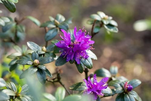 Rhododendron russatum 15–20 cm – Winterhart, Immergrün, Mehrjährig – Rhododendron – Zierstrauch für Garten & Kübel
