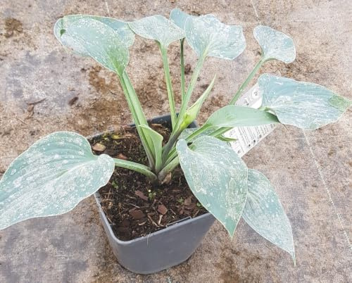 Hosta sieboldiana var. elegans/Lis plantain 'Halcyon' / conteneur de 2 à 2.9 litres/Vivace d'ombre