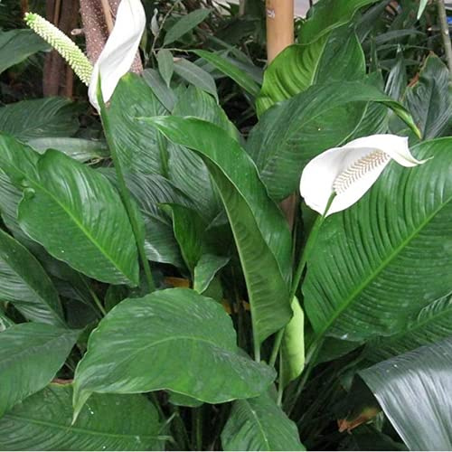 1 X SPATHIPHYLLUM 'Peace Lilly' Dark Green HOUSEPLANT Healthy Plant in Pot