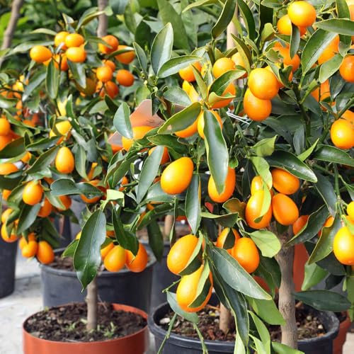 YouGarden Citrus 'Kumquat' Tree with Fruits, Ready to Plant, Mediterranean Citrus Tree in 22cm Pot, Edible Fruits, Fragrant Flowers, Grow Your Own