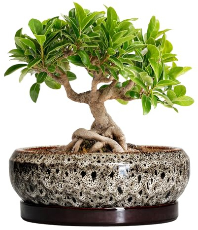 EPFamily Bonsai-Töpfe – 20,3 cm Keramiktöpfe für Pflanzen mit Ablaufloch und Untersetzer, runder Sukkulentententopf, Bonsai-Pflanzgefäße für drinnen und draußen, Flache Pflanzschale
