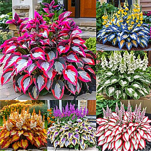 Hosta bulbi,Hosta pianta vera,Piante erbacee perenni,Facile da curare,Decorazione del giardino, bulbi belli e sani,Eccellente(non fiori artificiali)-4 Bulbi-H