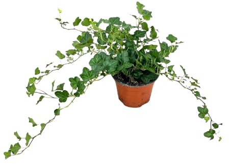 AMDGarden Pianta di Ederina Ricadente Verde Edera Pianta Interno Sempreverde in Vaso 14 cm