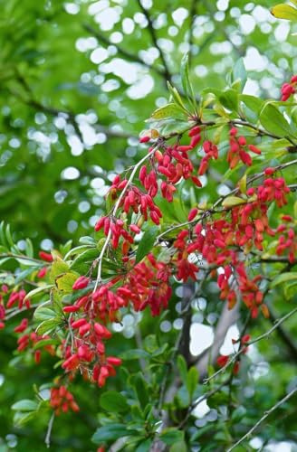 Berberitze Berberis vulgaris 60-80 cm Heckenpflanze winterhart | Robuste Heckenpflanze, schnittvertraeglich, ideal als Sichtschutz und Formhecke, sonniger bis halbschattiger Standort