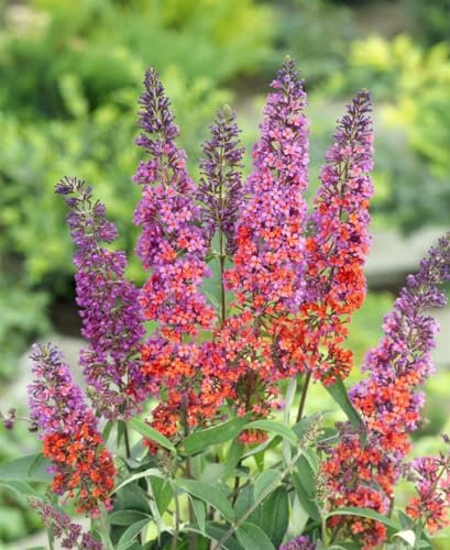 Buddleja davidii 'Flower Power' 40-60 cm – Winterhart, Mehrjährig, Pflegeleicht – Schmetterlingsflieder – Zierstrauch für Garten & Kübel
