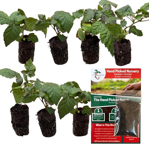 Chester Thornless BlackBerry Plants - Free Plant Boost Included! A More Winter Hardy BlackBerry Plant Variety - Established BlackBerry Plugs (5)