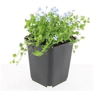 Bodendecker - Weisser Bubikopf - Scheinlobelie - Isotoma fluviatilis 'Alba' - 9cm Topf - Set mit 40 Pflanzen