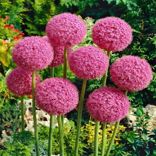Allium winterhart - Allium giganteum - Echte Funkien mit rhizome, ideal zum Kaufen für Ihren Garten-4Pcs-C