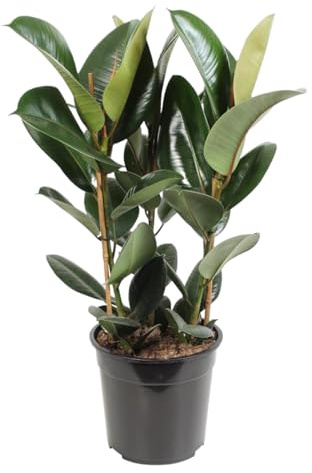 Trendyplants - Ficus Elastica Robusta Strauch - Gummibaum - Zimmerpflanze - Höhe 75-95 cm - Topfgröße Ø27cm