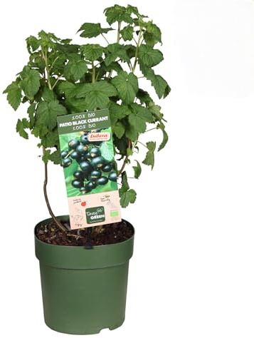 Ribes nero Ribes nigrum Titania frutti di bosco pianta in vaso ø18 cm Vivaio di Castelletto