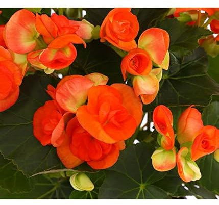 Begonia de Flor o Begonia Elatior La Planta Ideal para Jardines Interiores