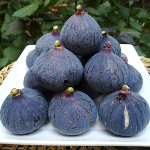 semi di fico, Ficus carica - semi di antiche varietà Gli da frutto nani sono resistenti da frutto colonnari Le perenni sono 50pcs