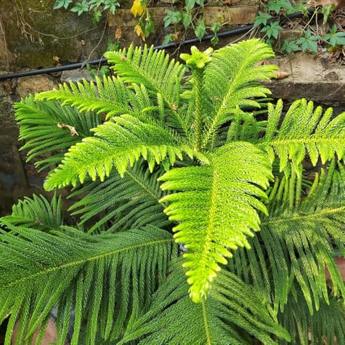 Araucaria, Araucaria Araucana, zimmerpflanzen exotische pflanzensamen 200Samen