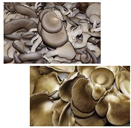 Oyster Mushroom Growing Kit ~ Easy to Grow Your Own FRESH Mushrooms!