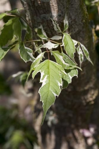 Acer negundo 'Variegatum' 60–100 cm – Winterhart, Mehrjährig, Pflegeleicht – Eschen-Ahorn – Heckenpflanze für Garten & Kübel