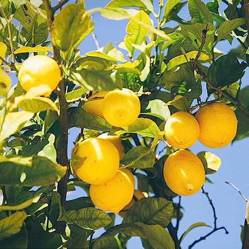 semillas de limonero, de balcón columnares enanos, resistentes columnar variedades antiguas limonero extraño semillas 40pcs