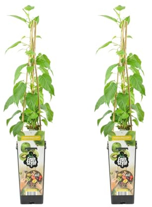 Bloomique - 2er - Set - Actinidia arguta Issai - Kiwibeere - Obstpflanzen - Gartenpflanzen - Winterhart - Höhe 50-70 cm - Topf 15 cm
