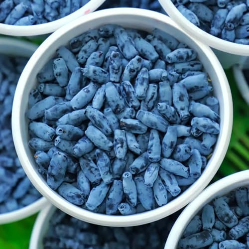 mirtillo siberiano - mirtillo siberiano Coltivazione di verdi, da appartamento Lonicera caerulea Acquista da biologici resistenti in vaso per uso 130semi