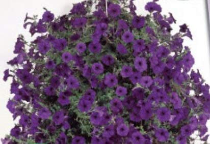 Stk - 6x Petunie F1 Wave, blau - Samen Garten Pflanze Blume Saatgut KS111 - Seeds & Plants Shop by Ipsa