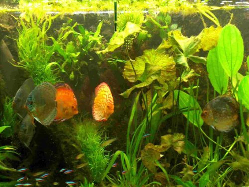Mühlan Topartikel- Hintergrundmix, 10 Töpfe Aquarienpflanzen 7 Sorten