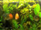 Mühlan Topartikel- Hintergrundmix, 10 Töpfe Aquarienpflanzen 7 Sorten