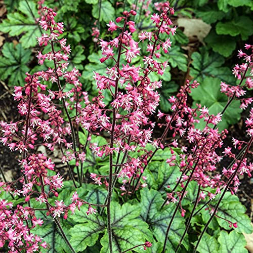 Heucherella Tapestry Evergreen Flowering Outdoor Perennial Garden Plants in Plant Pot (9cm Pot, 15-30cm)
