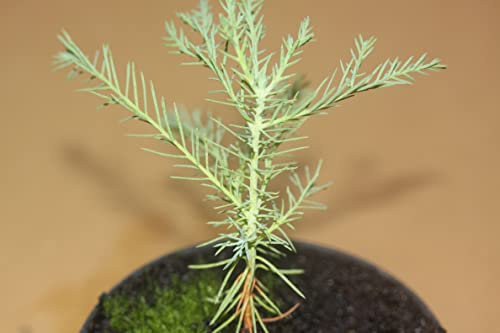 Riesenmammutbaum Jungpflanze 5-8cm.