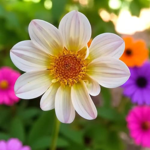 Carbeth Plants Dahlia Happy Days White Plant 3 x 9cm Pot - Compact Dwarf Dahlia Flowering Perennial - Pollinator Friendly Garden Ready Shrubs - Perfect for Beds, Borders & Containers