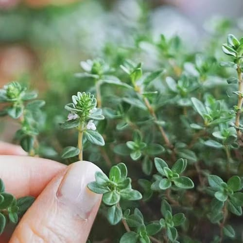 Kriechender Thymian - kräutergarten blumensamen für balkonkästen winterhart blumenwiese mehrjährig winterhart indoor kräutergarten bienen wiese hochbeet 800samen