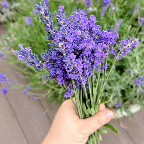 semillas de lavanda orgánica - jardín perennes resistentes balcón 300pcs